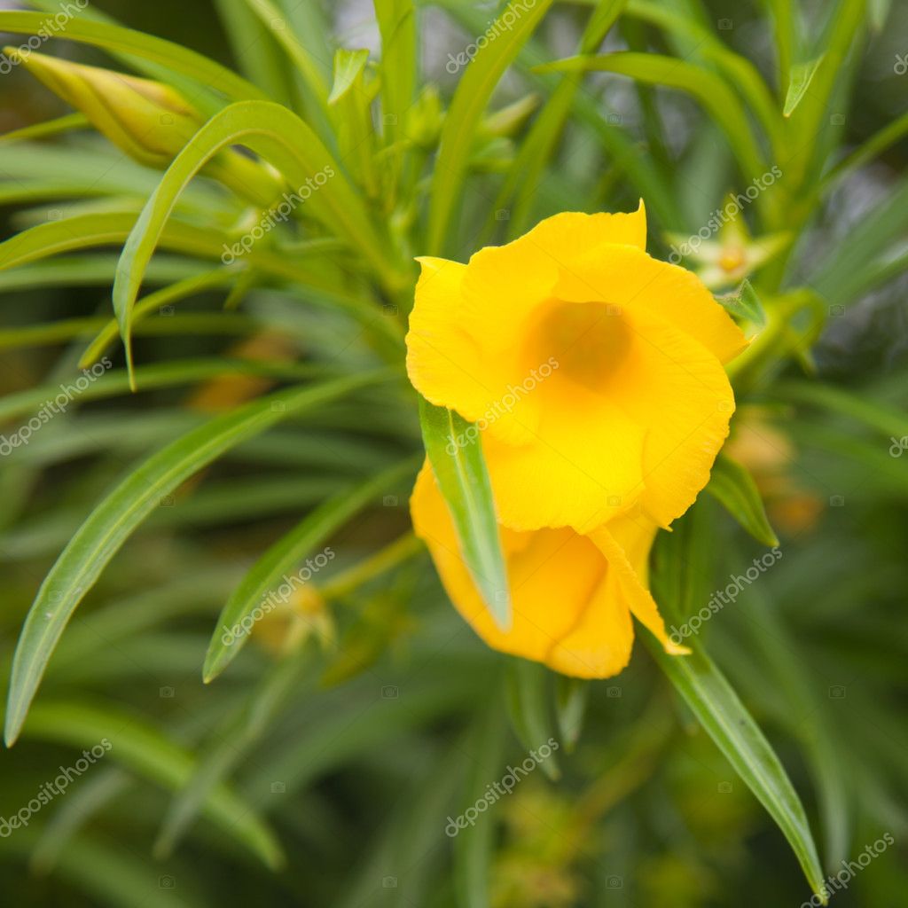 Thevetia peruviana ,yellow oleander — Stock Photo © Tamara_k #6316210