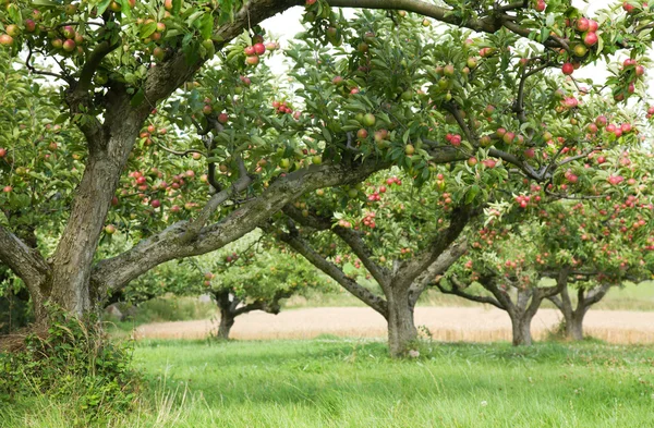 Fondo del huerto de manzana — Foto de Stock