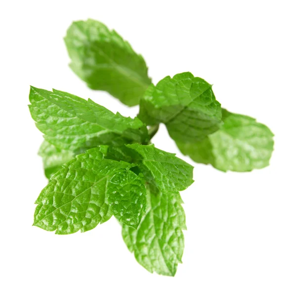 Single spring of fresh mint isolated — Stock Photo, Image