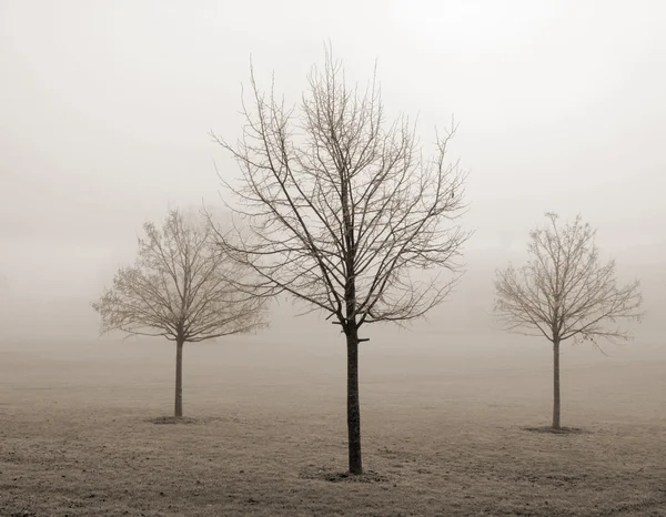 Trois jeunes arbres d'hiver, brouillard et givre, tonique sépia — Photo