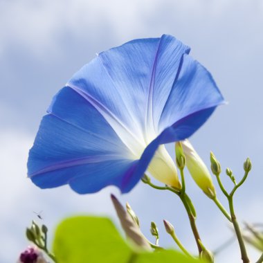 Ipomoea