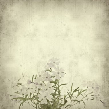 Old paper background with phlox subulata clipart