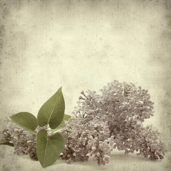 Texturerat gamla papper bakgrund med lila gren — Stockfoto