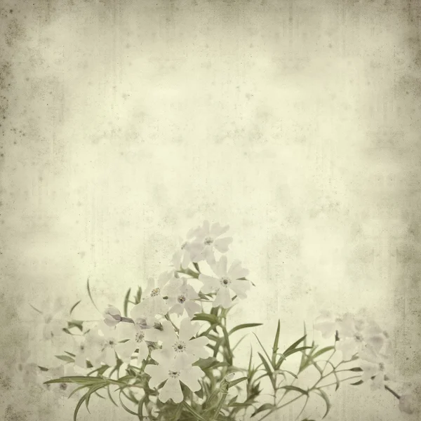 stock image Old paper background with phlox subulata