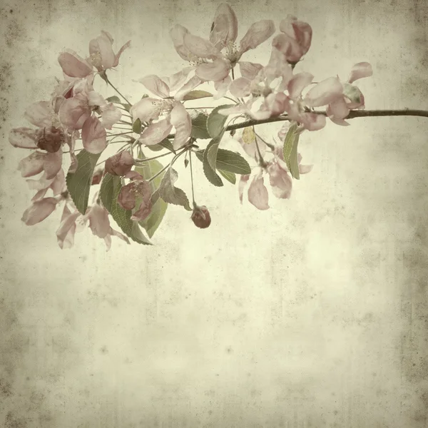 春の花の古い紙の背景 — ストック写真