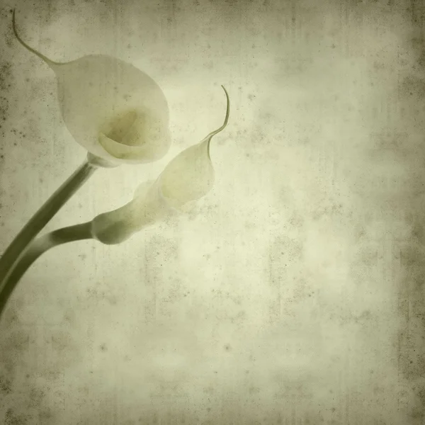 Текстурированный старый бумажный фон с calla lily — стоковое фото
