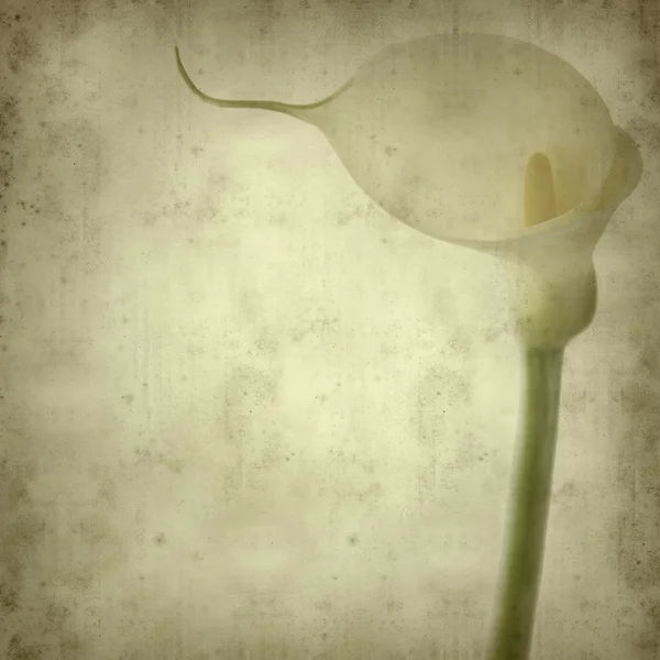 Textured old paper background with calla lily — Stock Photo, Image