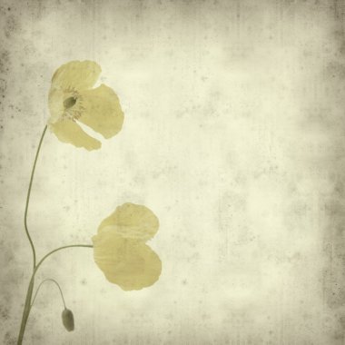 Textured old paper background with yellow welsh poppy clipart