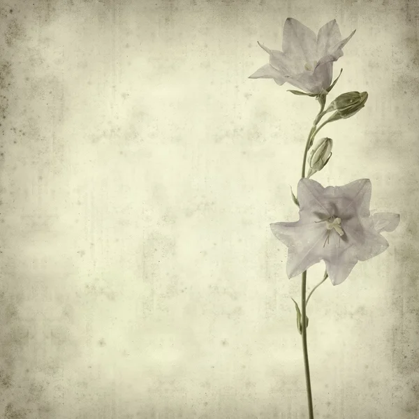 Old paper background with campanula (bellflower) — Stock Photo, Image