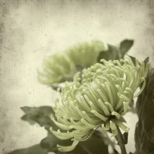 Textured old paper background with green chrysanthemum — Stock Photo, Image