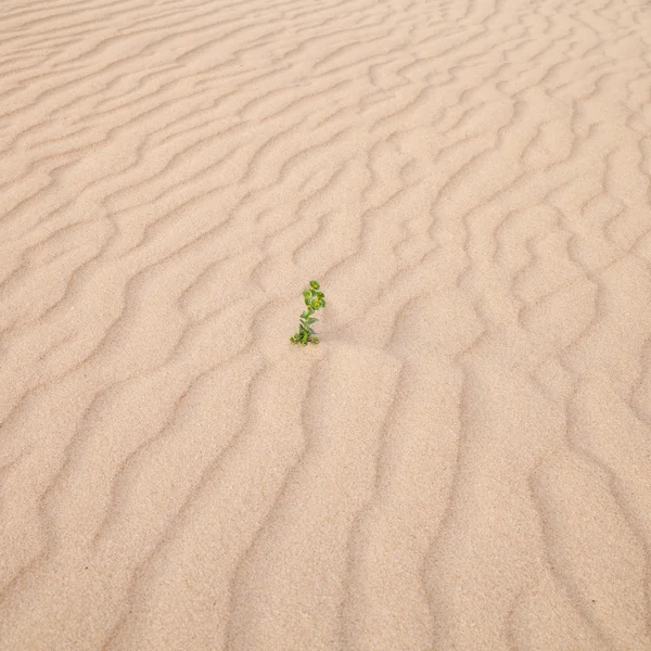 stock image Sand surface