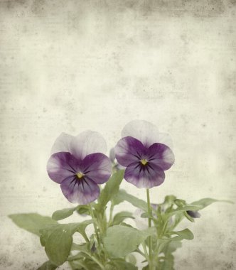 Textured old paper background with garden viola clipart