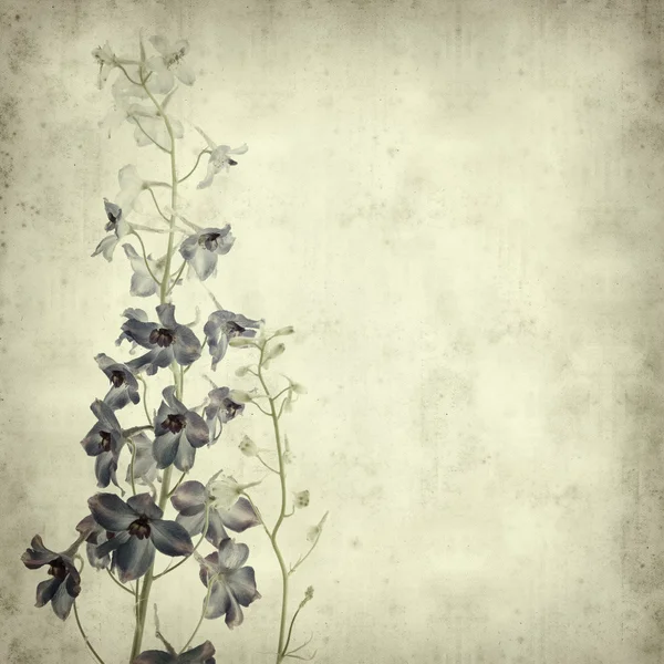带纹理的旧纸张背景与翠雀属植物花卉穗 — 图库照片
