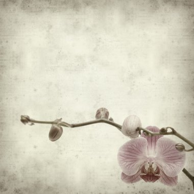 Textured old paper background with pink phaleonopsis orchid flow clipart