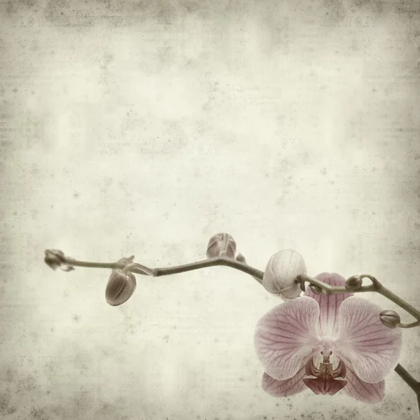 Texturerat gamla papper bakgrund med rosa phaleonopsis orkidé flöde — Stockfoto
