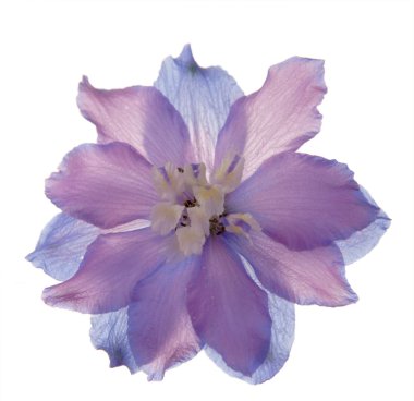 Delphinium clipart