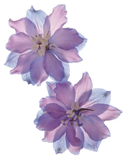 Dwa kwiaty delfinium przezroczyste — Zdjęcie stockowe