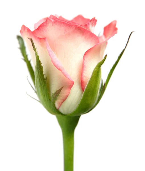 Rosa rosa isolata — Foto Stock