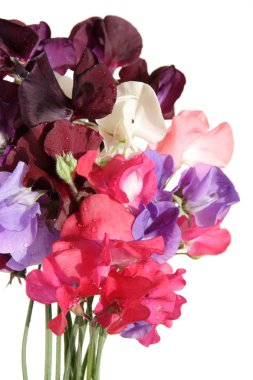 Wet sweet pea bouquet clipart