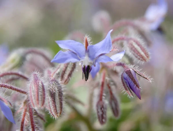 stock image Blooming borage