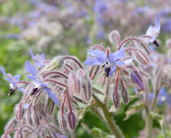 stock image Blooming borage