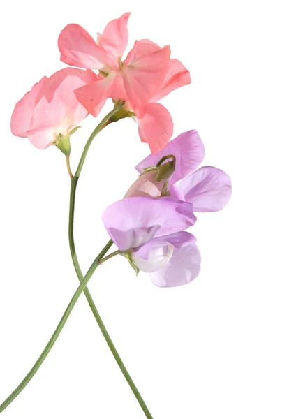 Flores de guisante dulce rosa y lila — Foto de Stock