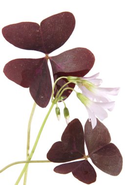 Oxalis triangularis (purple shamrock) leaf and flowers, isolate clipart