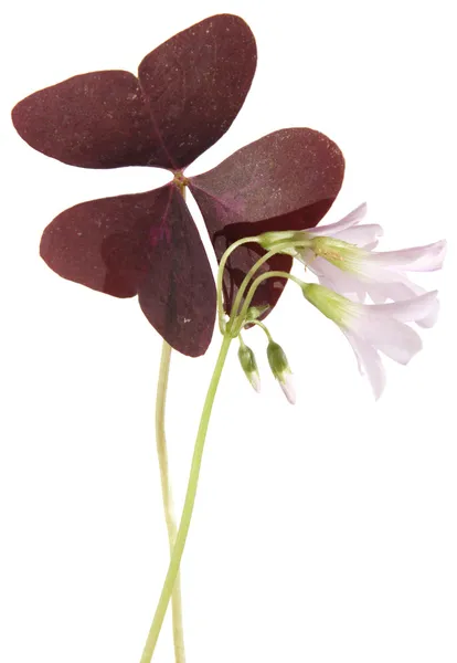 Oxalis triangularis (purple shamrock) leaf and flowers, isolate — Stock Photo, Image