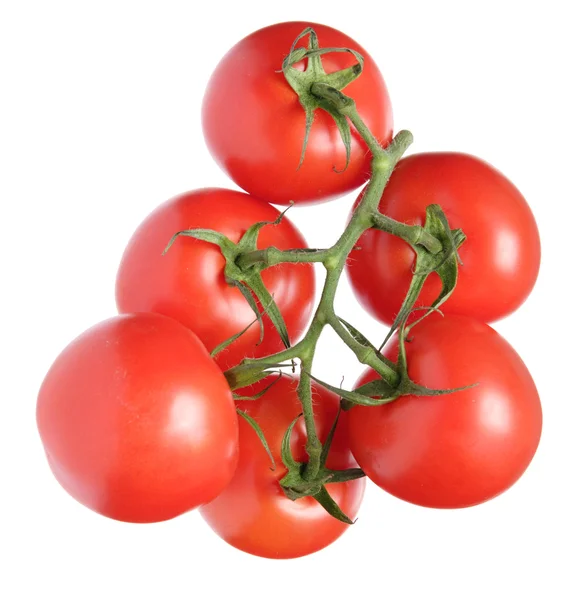 Čerstvá rajčata na vinné révy — Stock fotografie