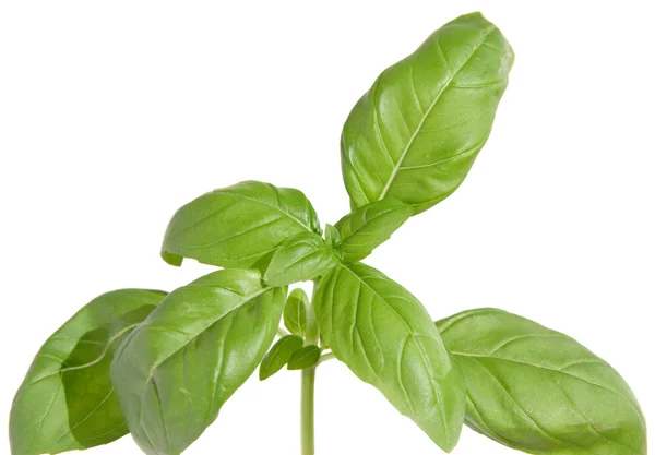 Sweet basil, top of the shoot, isolated — Stock Photo, Image