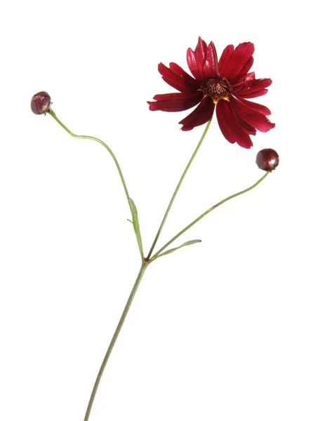 Coreopsis húmida vermelho-rubi, isolada — Fotografia de Stock
