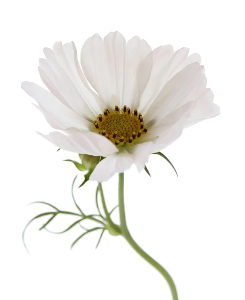 White cosmea (cosmos), side view, isolated on white — Stock Photo, Image