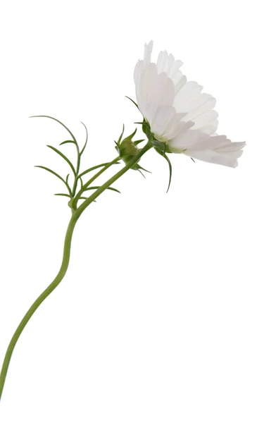 Cosmea branco (cosmos), vista lateral, isolado em branco — Fotografia de Stock