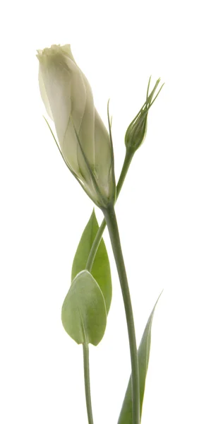 Beyaz lisianthus tomurcuklar — Stok fotoğraf