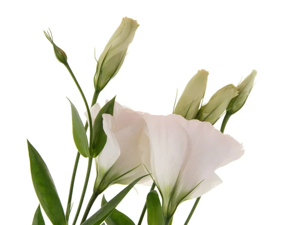 Lisianthus białe kwiaty, górę pędów — Zdjęcie stockowe