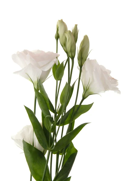 Flores brancas lisianthus, parte superior da parte aérea — Fotografia de Stock