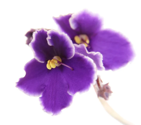 African violet (saintpaulia) makro, isolerade — Stockfoto