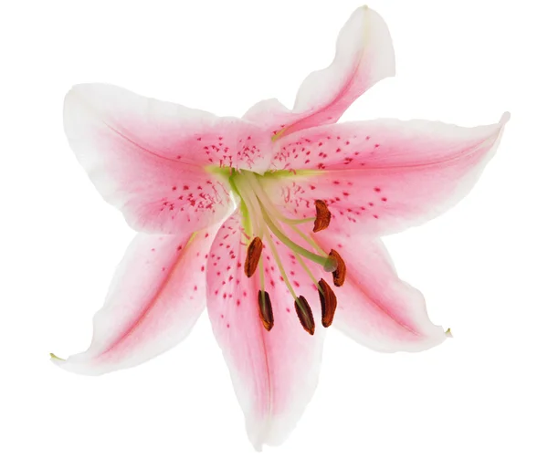 Lily flor macro — Fotografia de Stock