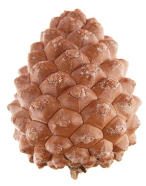 Pinus pinea (stone pine) cone, isolated clipart