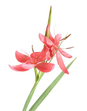 schizostylis coccinea, parlak pembe çeşitli izole