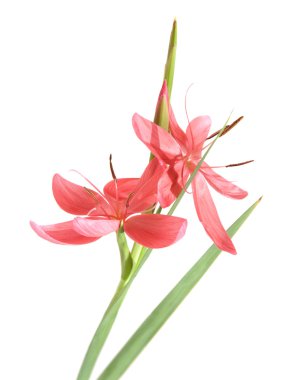 Schizostylis coccinea, bright pink variety, isolated clipart