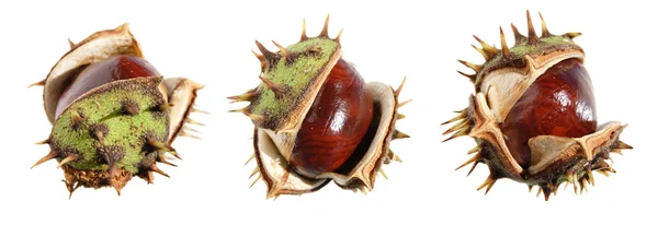 Horse chestnut (conker) border — Stock Photo, Image