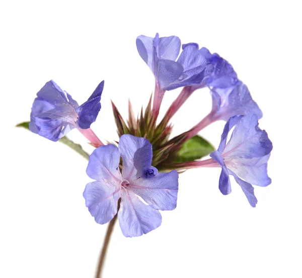 Ceratostigma plumbaginoides flores primer plano, isloado en blanco —  Fotos de Stock