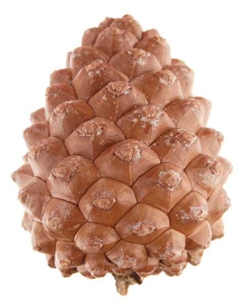stock image Pinus pinea (stone pine) cone, isolated