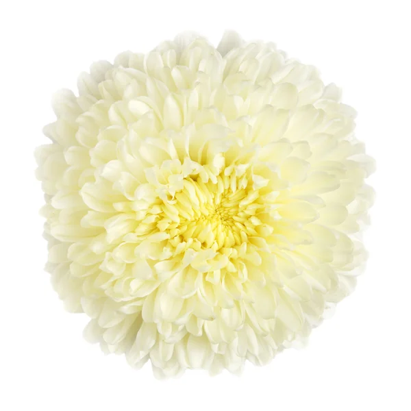 Bílá chryzantéma, izolované — Stock fotografie
