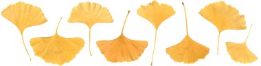 Autumn ginkgo tree (livilg fossil) leaf border clipart