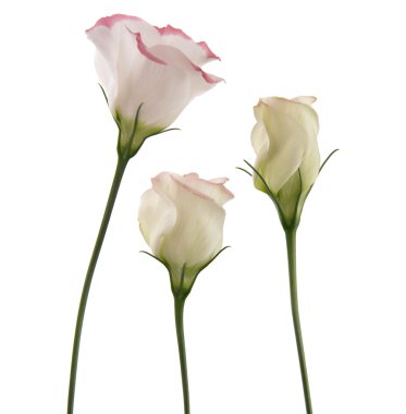 White lisianthus flowers with pink variegation,trio clipart