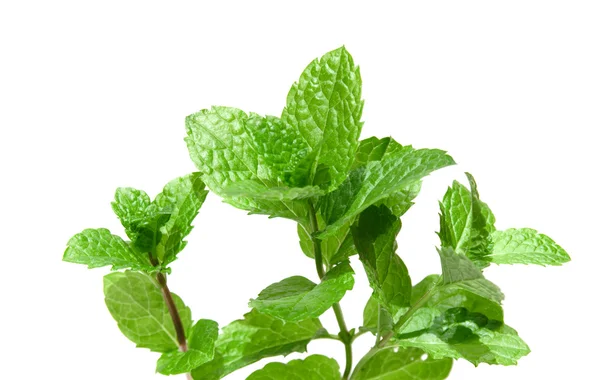 Springs of fresh mint isolated — Stok Foto