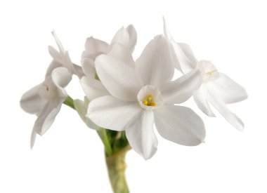 Paperwhite narcissus, isolated clipart