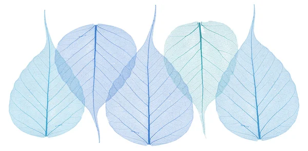 Arranjo de folhas de esqueleto em azuis e verdes — Fotografia de Stock